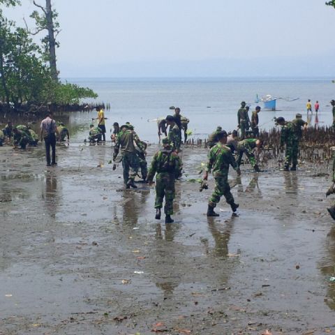 Sambut HUT TNI Ke-70, Kodim 1302 Minahasa Tanam 1.000 Pohon Mangrove